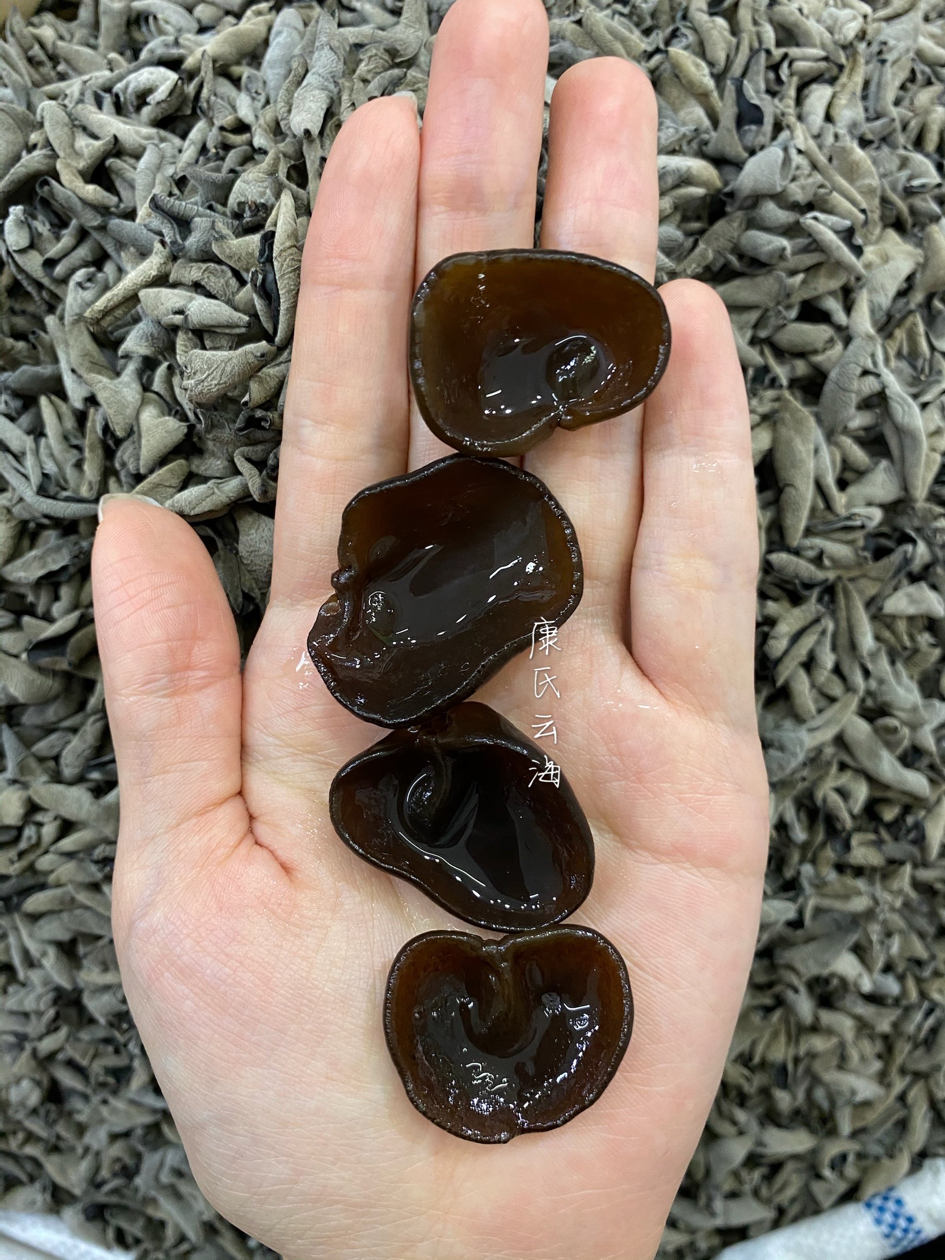 东北椴木小碗耳秋木耳长白山无根黑山黑木耳老鼠黑木耳