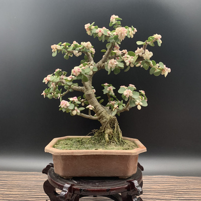 植物多肉金枝玉叶临水悬崖造型老桩美观室外阳台多肉植物