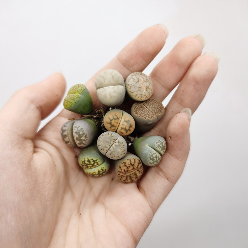 随机112cm生石花多植物蚕型玉曲琥珀玉柘榴玉多肉植物