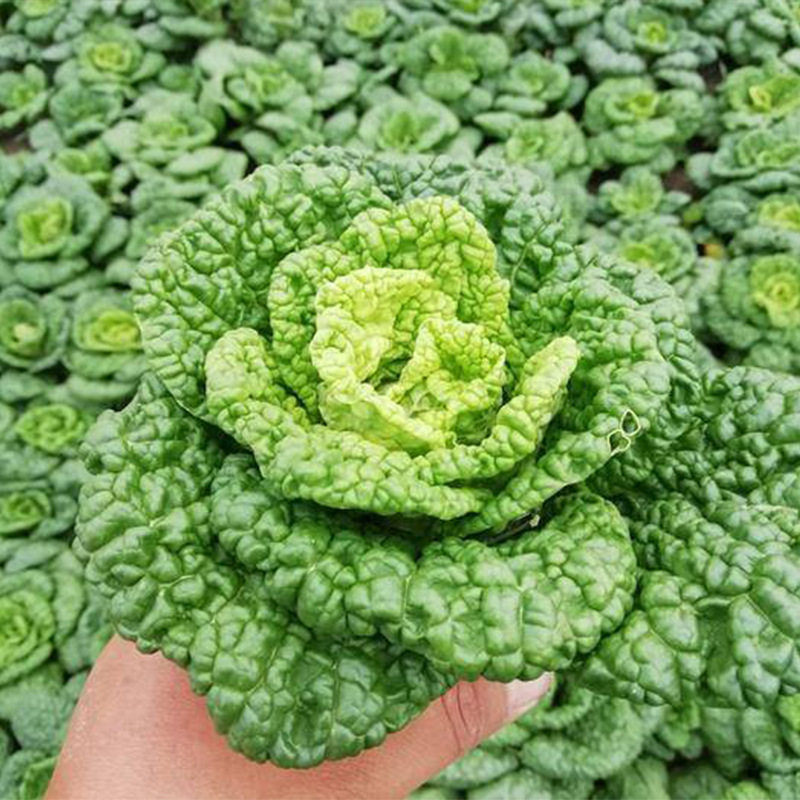 新鲜黄心叶乌塌特产心叶蔬菜黄心菜卷心青菜时令叶菜类