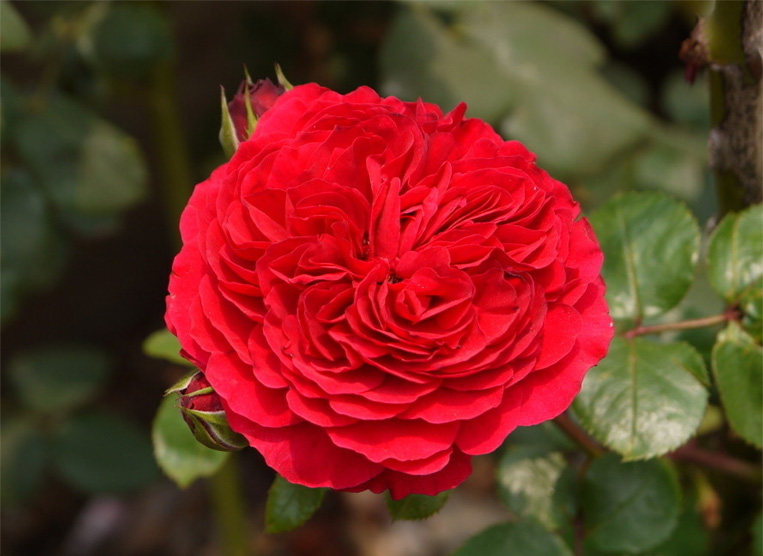 九语红色达芬奇灌木月季花苗美值袋庭院阳台盆栽大花多季开花