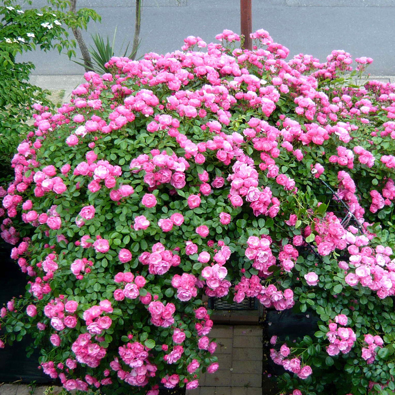 九语安吉拉藤本月季花苗庭院爬藤阳台植物花卉蔷薇花卉