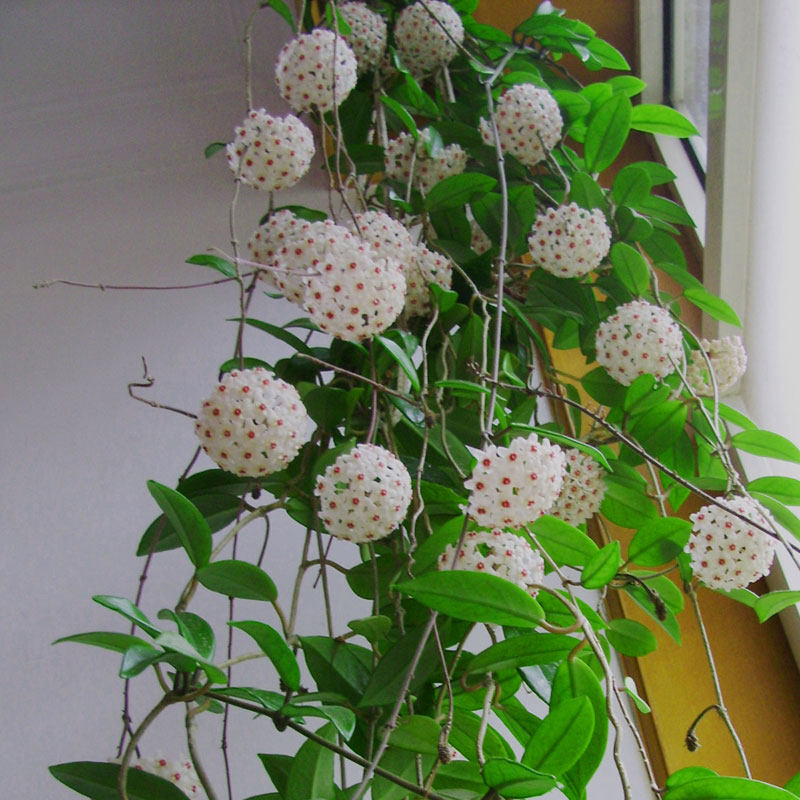 球兰花苗 室内盆栽 花卉 藤蔓 阳台客厅垂吊爬藤攀援懒人植物易养