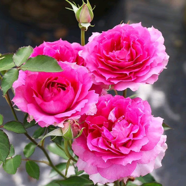 植物天方夜谭月季月季花花苗多季勤花阳台灌木浓香花卉