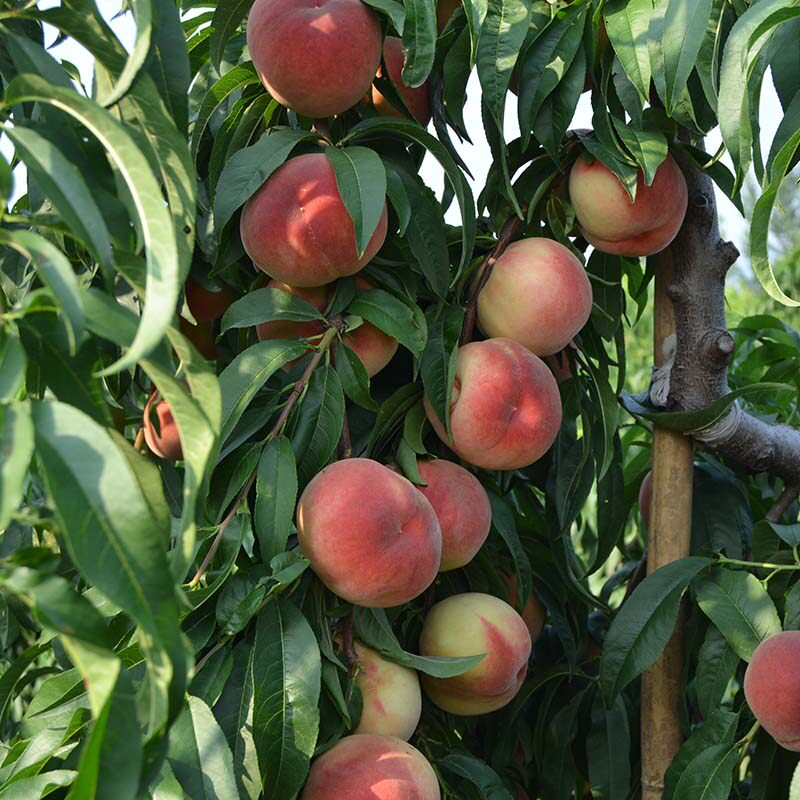 树苗嫁接桃树新品种南北方四季种植当年结果庭院果树