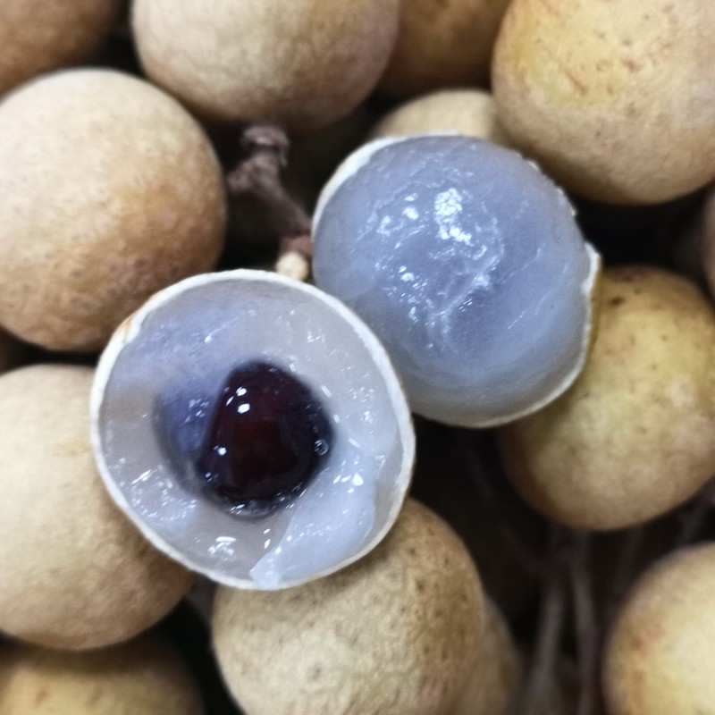 龙眼桂圆现摘泰国进口热带新鲜水果蓝标5斤龙眼