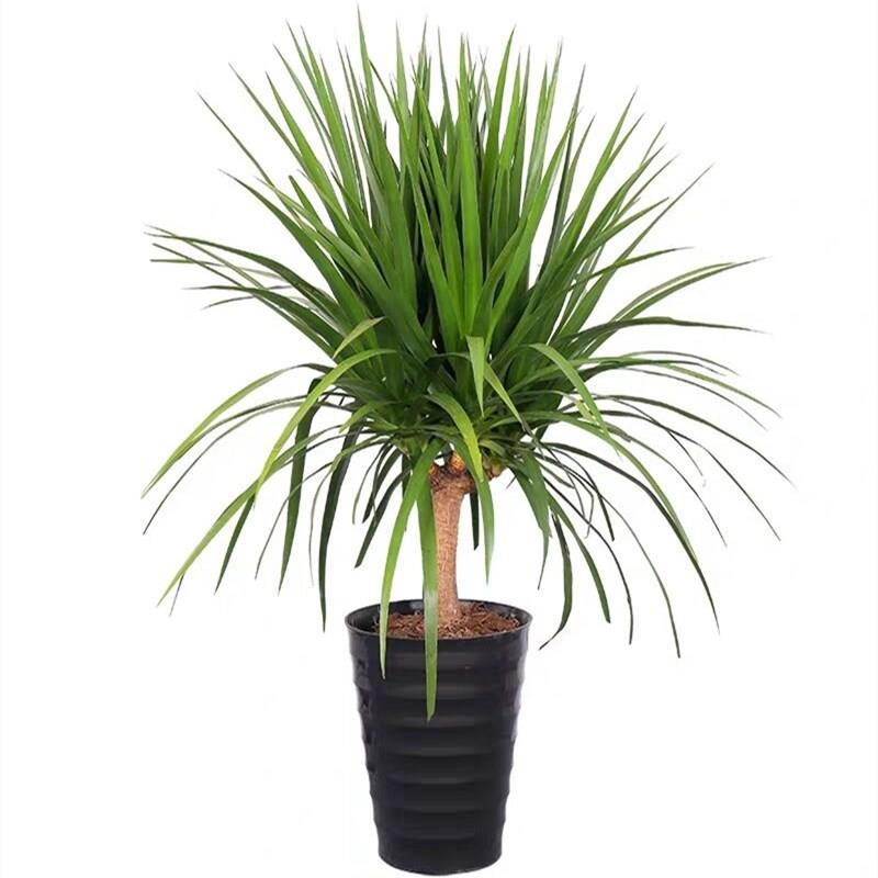 植物不需要阳光光的适合种在在室内喜阴大型盆栽绿植