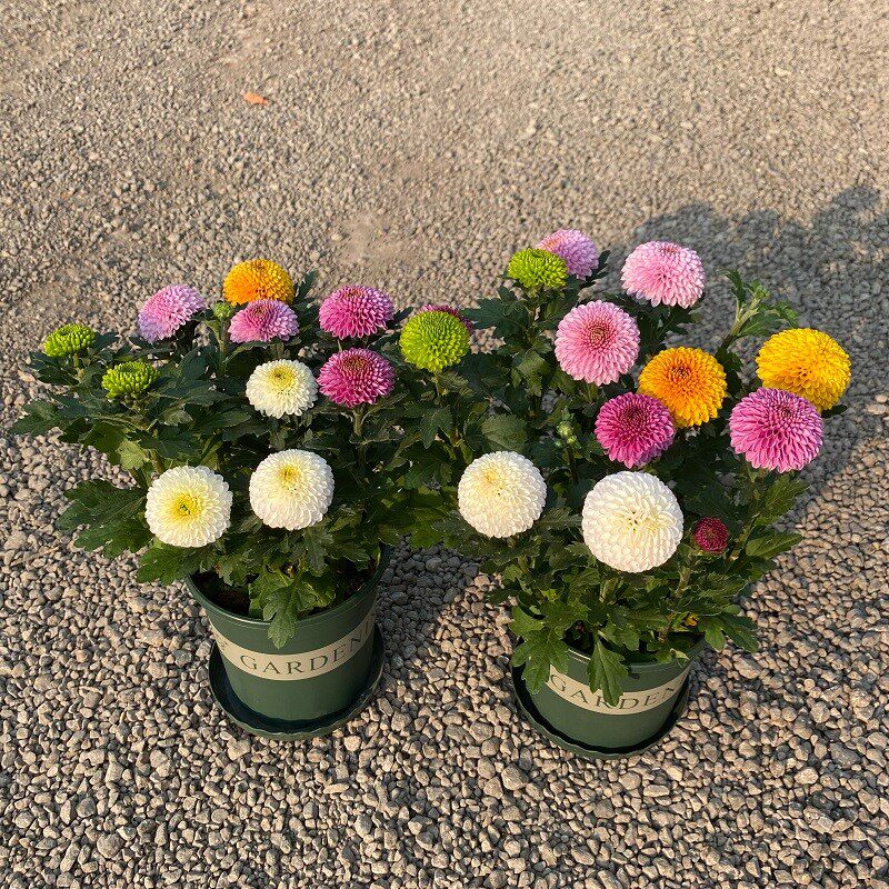 乒乓重瓣耐热花期菊花彩球七彩养活庭院阳台花卉