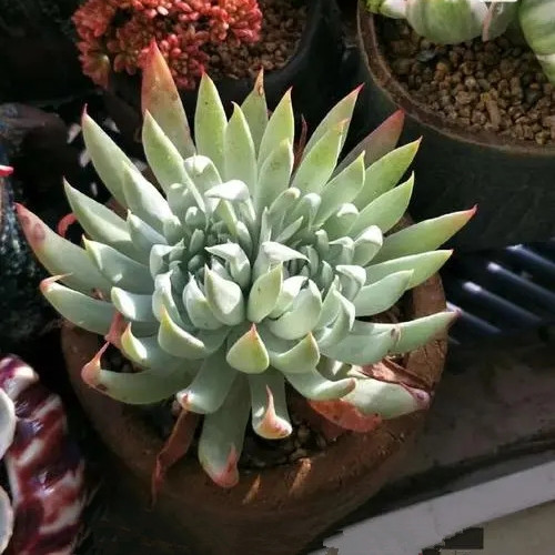 奴婢吉娜稀有品种老桩仙女系列萌肉肉多植物多肉植物