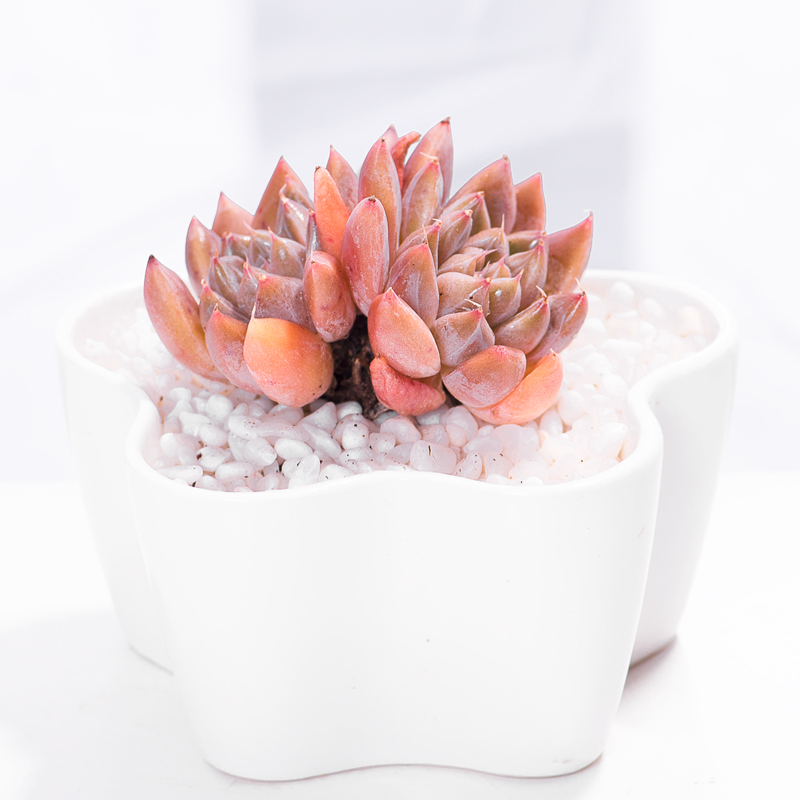 星云进口多肉植物盆栽办公室绿植花卉防辐射多肉植物