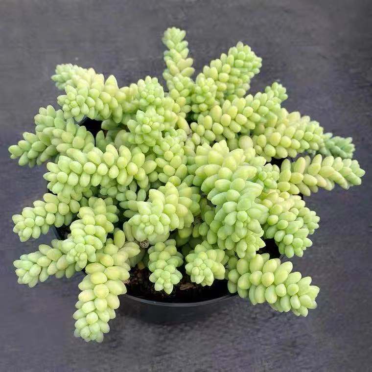 彩虹虹新玉缀果冻新手好养多肉植物盆栽办公室多肉植物