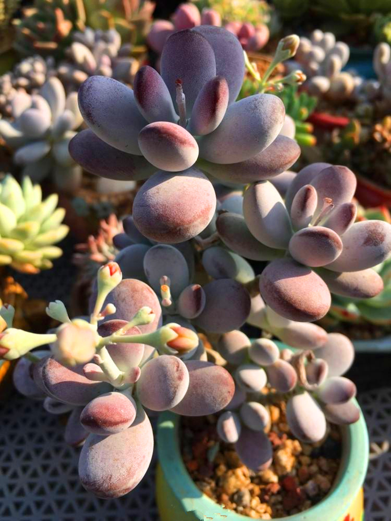 乒乓福娘老桩群生多头新手好养室内绿植花卉多肉植物