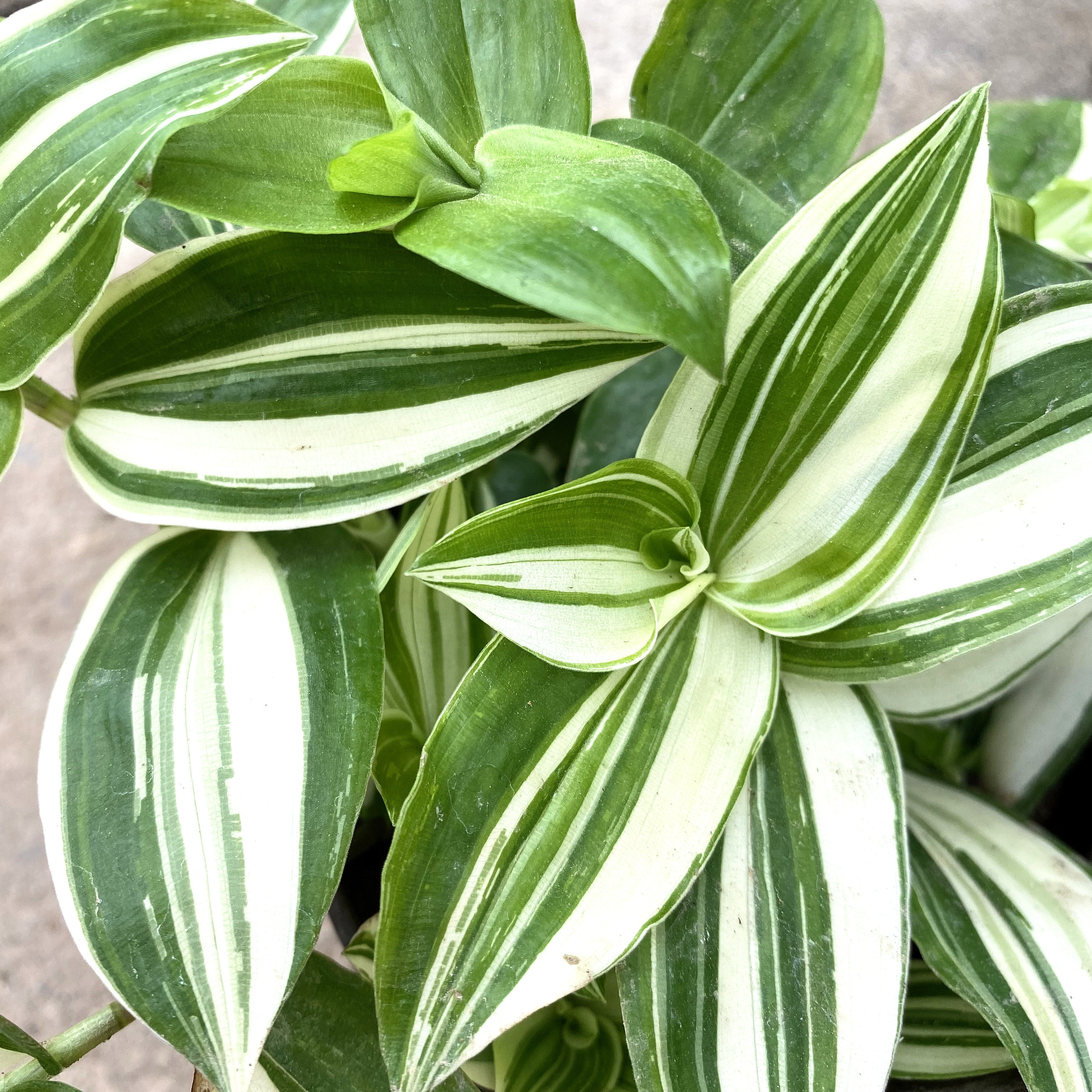 吊兰盆栽紫叶吊竹绿植花卉垂吊室内桌面客厅创意礼品