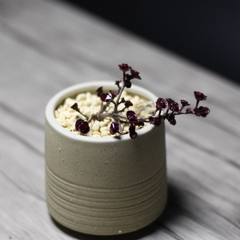 小球玫瑰多肉植物组合盆栽diy办公室净化空气甲醛创意礼品