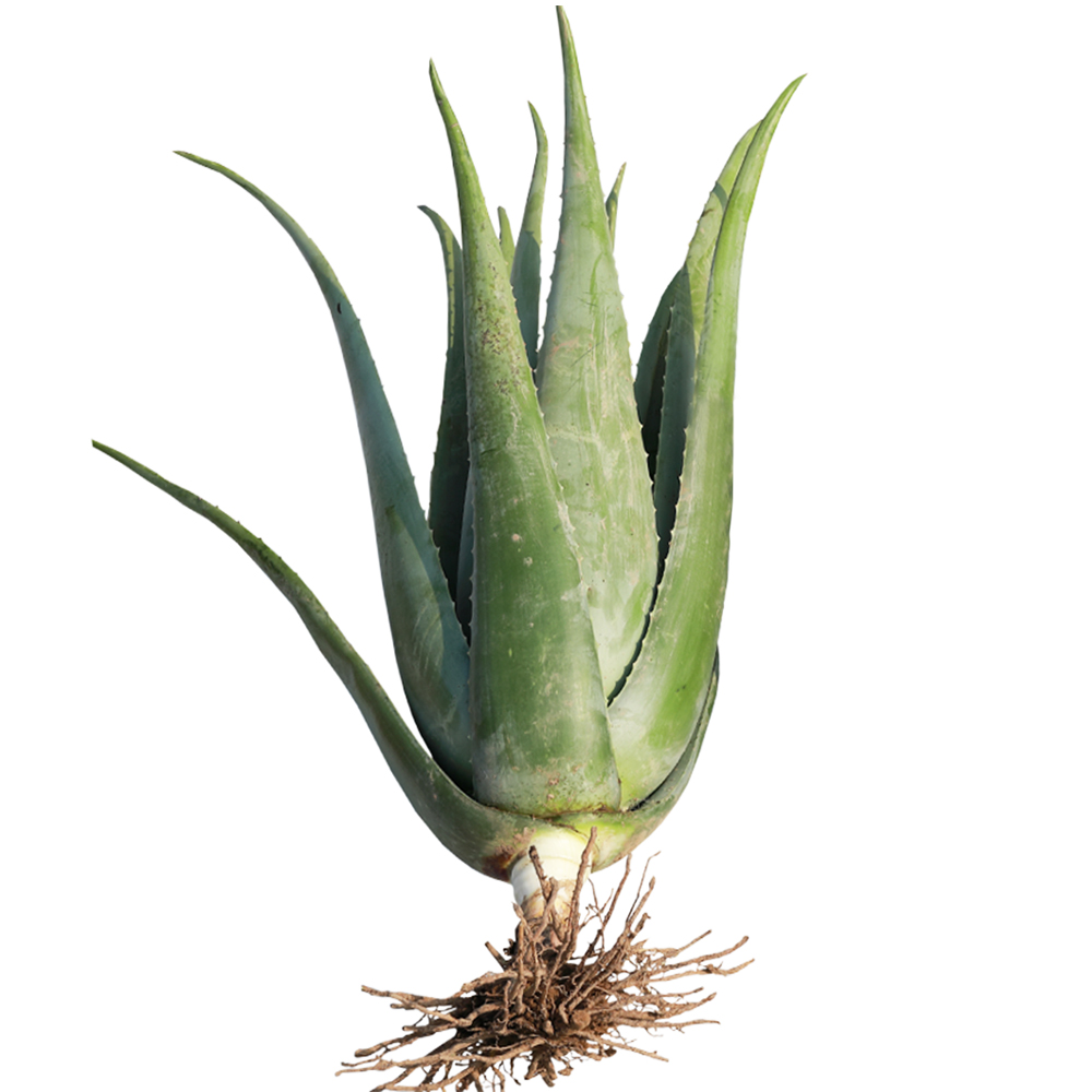 库拉拉索芦荟花卉大盆盆栽大颗补水植物灌肤创意礼品