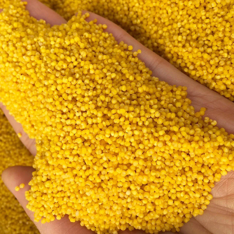 山西黄小米粥小黄2021年新米5斤香糯粘稠养胃小米