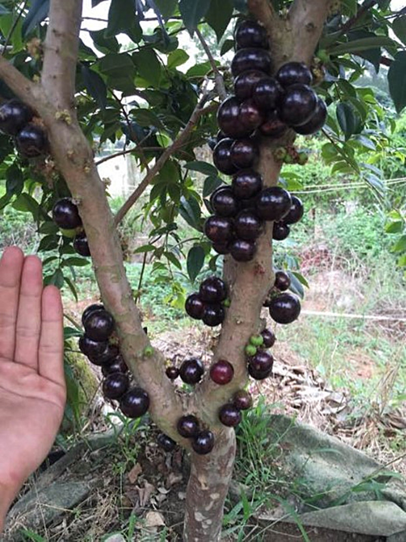 紫果一号 南方北方种植 盆栽地栽四季水果苗 树菠萝葡萄 黑老虎苗