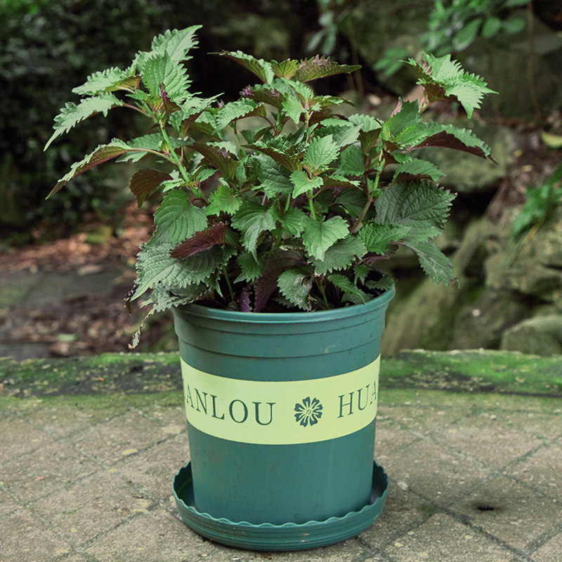 紫苏盆栽食用香草九层塔罗勒西餐料理常用香料绿植