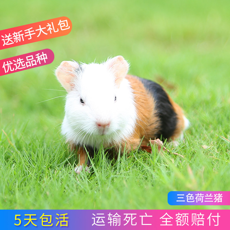 荷兰宠物猪活物猪活体豚鼠幼崽自家繁殖花豚豚鼠