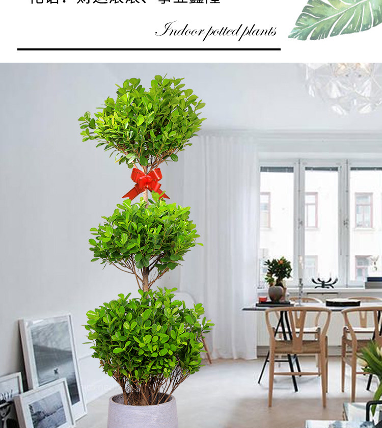 盆栽榕树新房三层金钱客厅大型摇钱树植物开业绿植