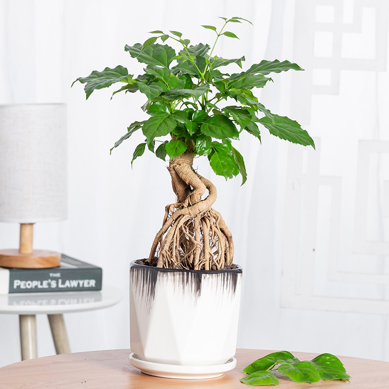 提根卉好桌面常青四季养易花卉绿宝室内办公室绿植