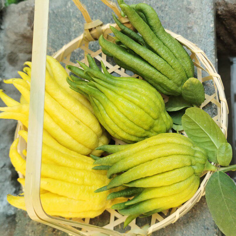 佛手新鲜现摘现发金华鲜果金佛手香橼佛手果