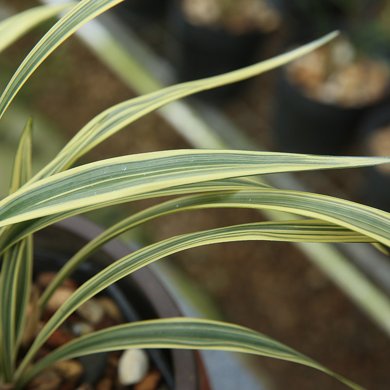 建兰四季兰艺花木兰叶艺精致观赏盆栽花卉