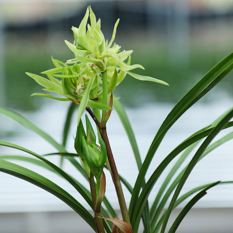 春兰花开富贵极品矮种兰花浓香香兰花苗好养花卉花卉