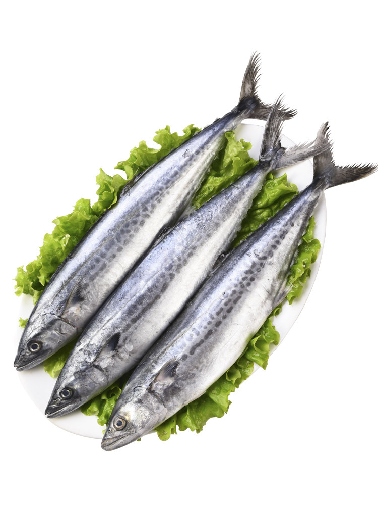 鲅鱼新鲜5斤鲜活冷冻整条海鲜水产水饺超特马鲛鱼