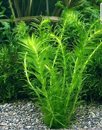 鱼草水榕蜈蚣浮萍萍斗热带观赏观赏鱼造景斗鱼水草