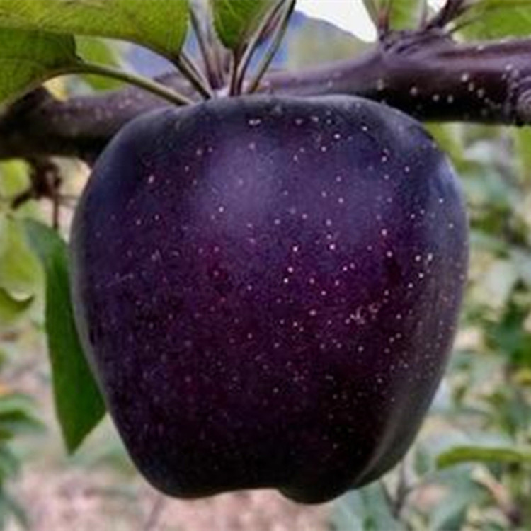 树苗果树黑苹果卡黑稀有当年结果嫁接果树