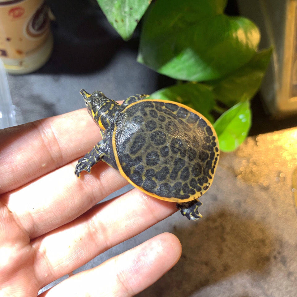 美国珍珠活体观赏甲鱼乌龟吃鱼鱼缸清道夫角鳖龟