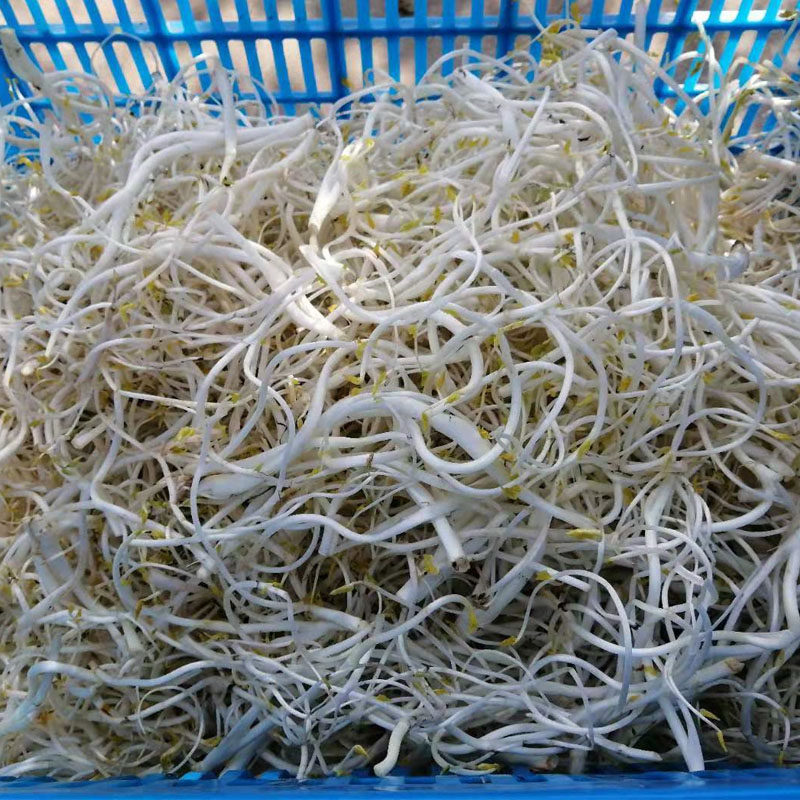 安徽特产芹芽净重3斤包邮农家自种蔬菜当季新鲜芹菜芽白芹芽