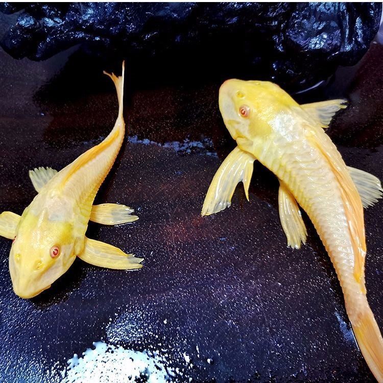 黄金红眼女王王大清道夫鱼吃藻吃垃圾异形热带鱼