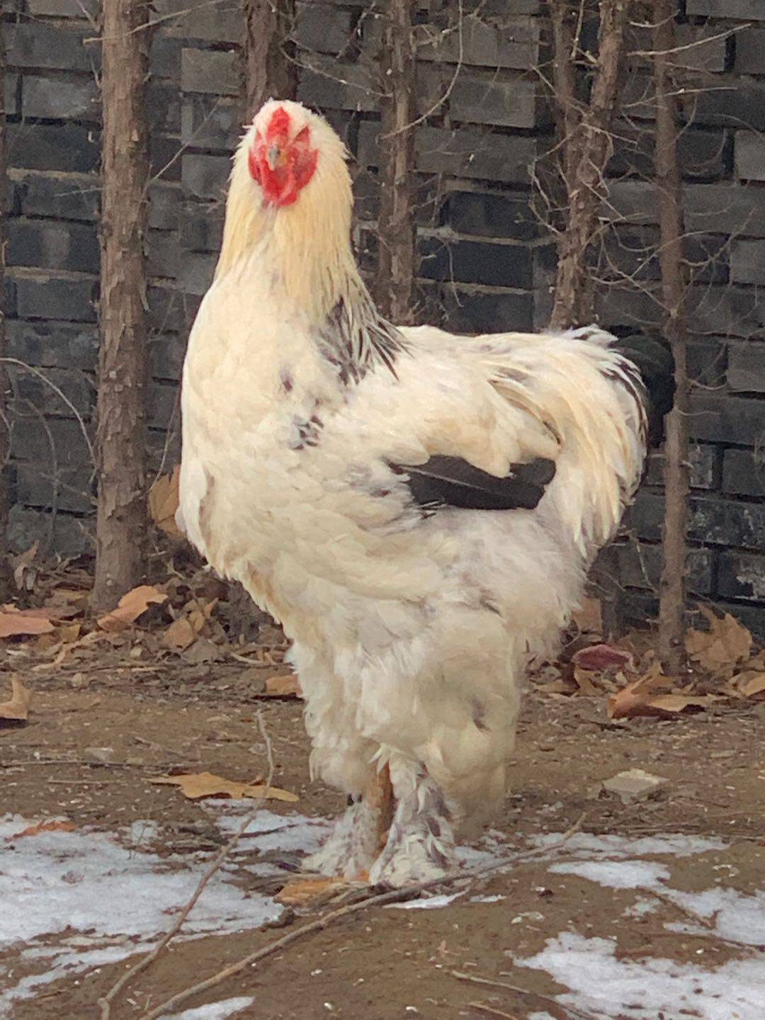 梵天鸡蛋受精巨型纯种婆罗门种蛋孵化巨大宠物鸡蛋