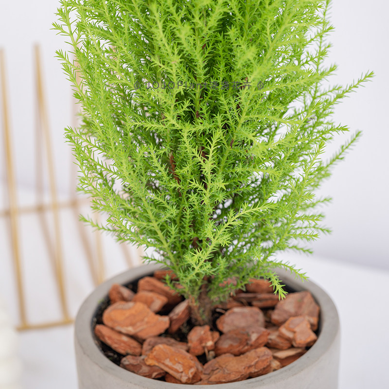 小香绿植耐热耐寒有香味室内办公室办公冠柏金冠柏绿植