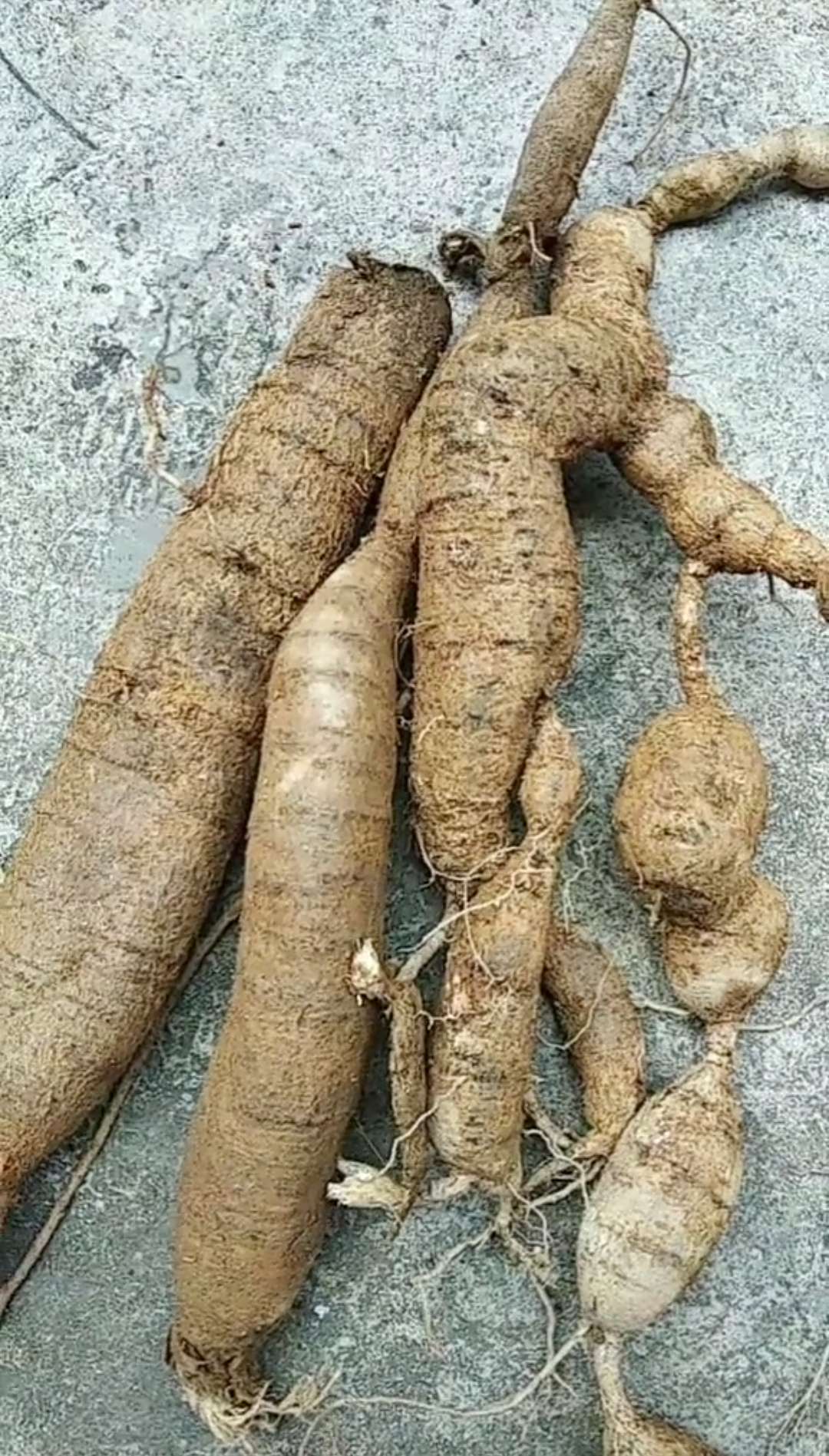 大力新鲜野生中草药材滋补营养食品药食同源产品其他药食同源食品