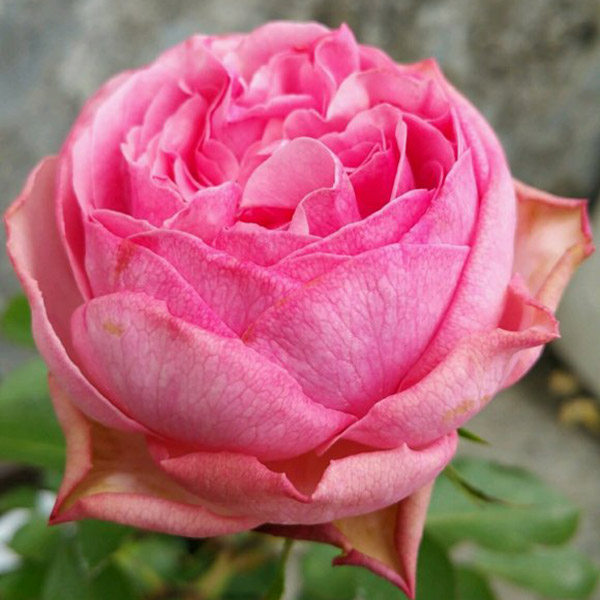 根接清芸伊芙月季系列粉红实生花苗大花浓香观叶