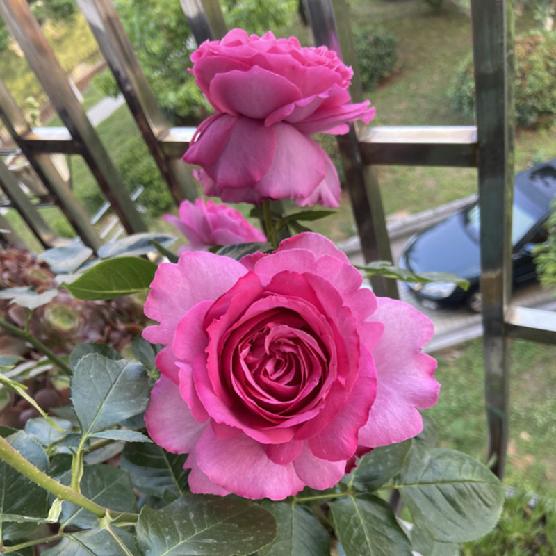 根接清芸伊芙月季系列伯爵实生苗大浓香四季观叶