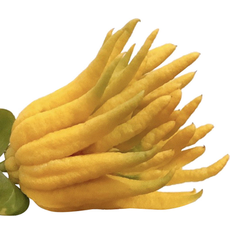 佛手金华新鲜鲜果带枝柑小供水摆件供佛金佛手佛手果