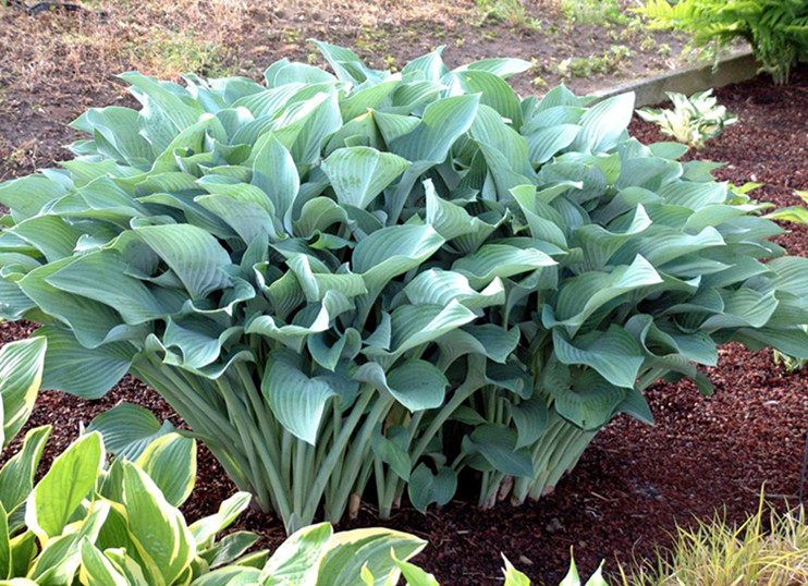 玉簪当季盆栽花卉绿植金叶花叶青叶花苗庭院绿植