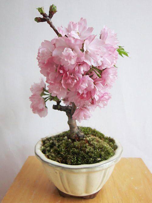 樱花树树苗日本樱花花苗樱花盆景盆栽苗木庭院植物行道树