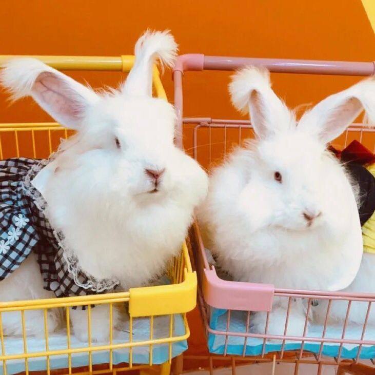 兔子活体纯种网红安哥拉巨兔养活宠物活物长毛兔