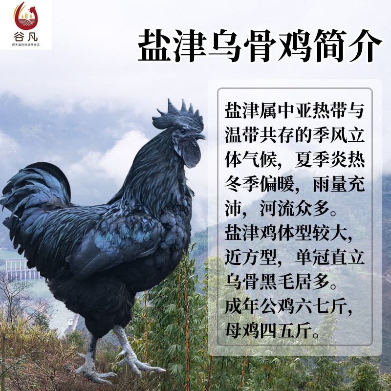 农家正宗年老母鸡云南盐津乌骨鸡母柴滋补新鲜整鸡