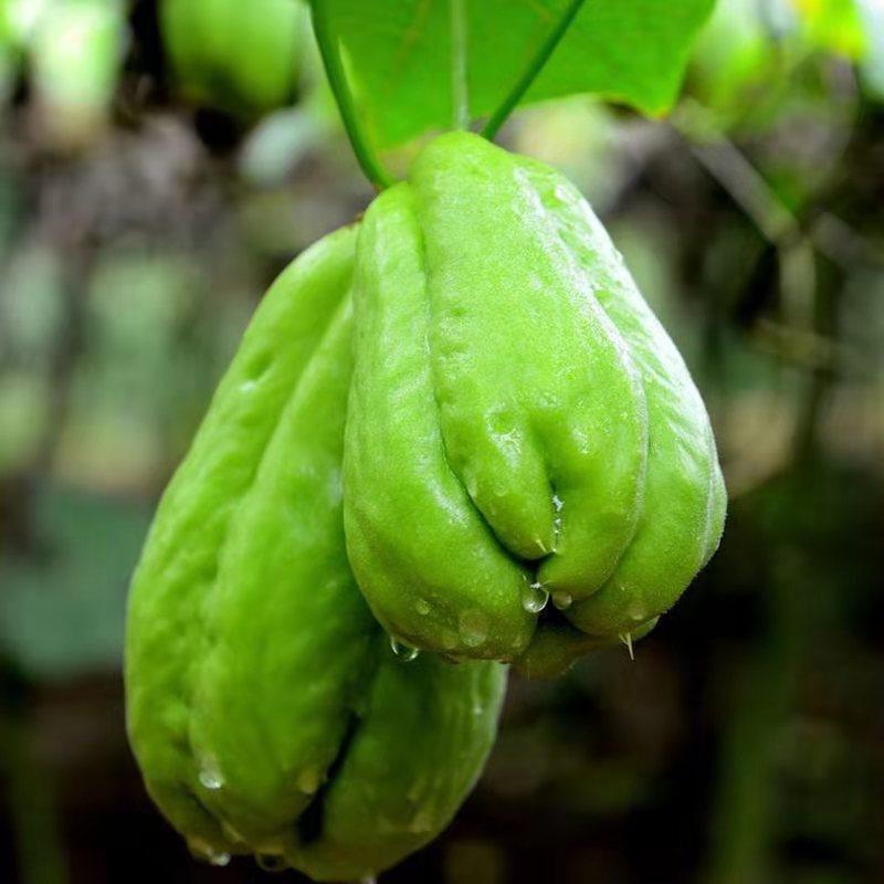 贵州特产新鲜农家扶手蓬瓜拂佛手窝洋瓜种当季 时令果蔬菜5斤 包邮