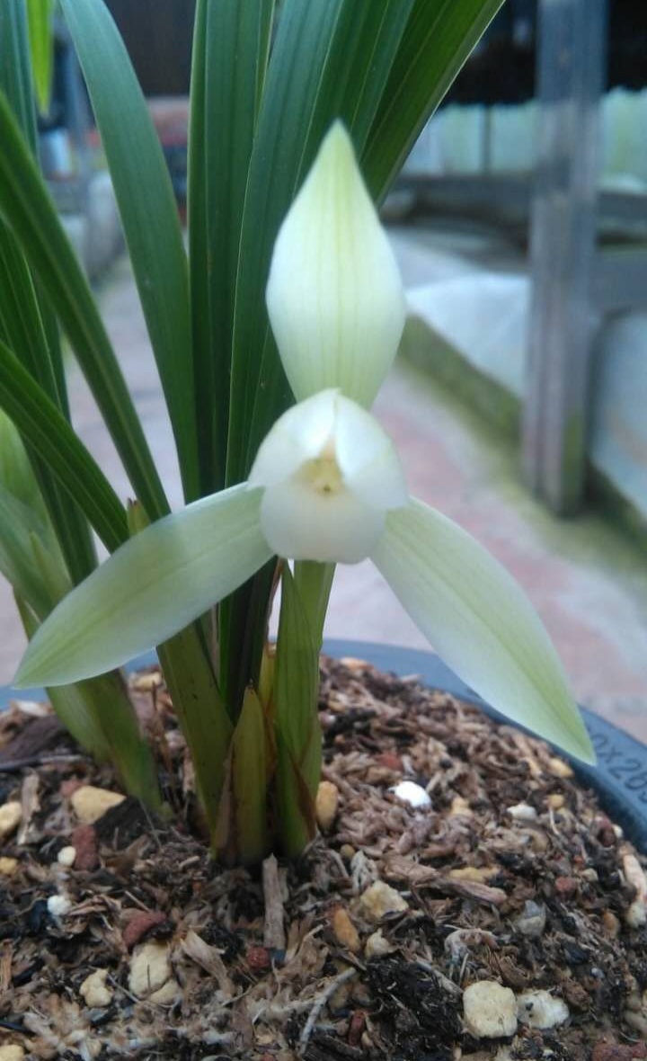 春兰浓香客厅庭院园艺花卉园花卉绿植花苗雪影花卉
