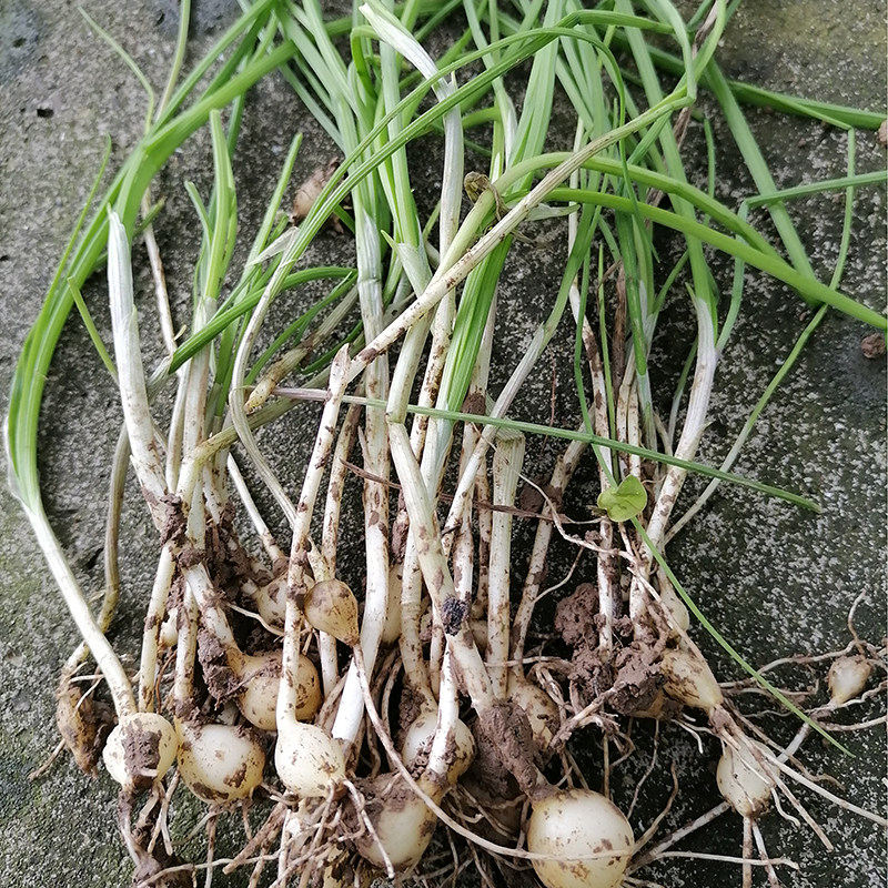 贵州野生应季新鲜小野野菜苦藠根蒜小蒜山蒜现葱类