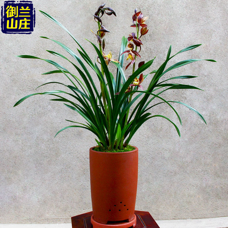 兰花【韩小姐】非常浓香 墨兰盆栽室内花卉好养易活兰花苗兰草