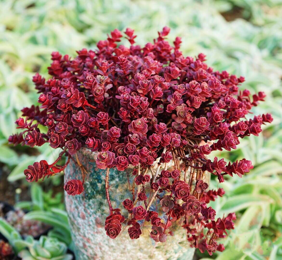 木易多肉园|多肉植物【小球玫瑰】龙血景天 血红色 迷你绿植花卉