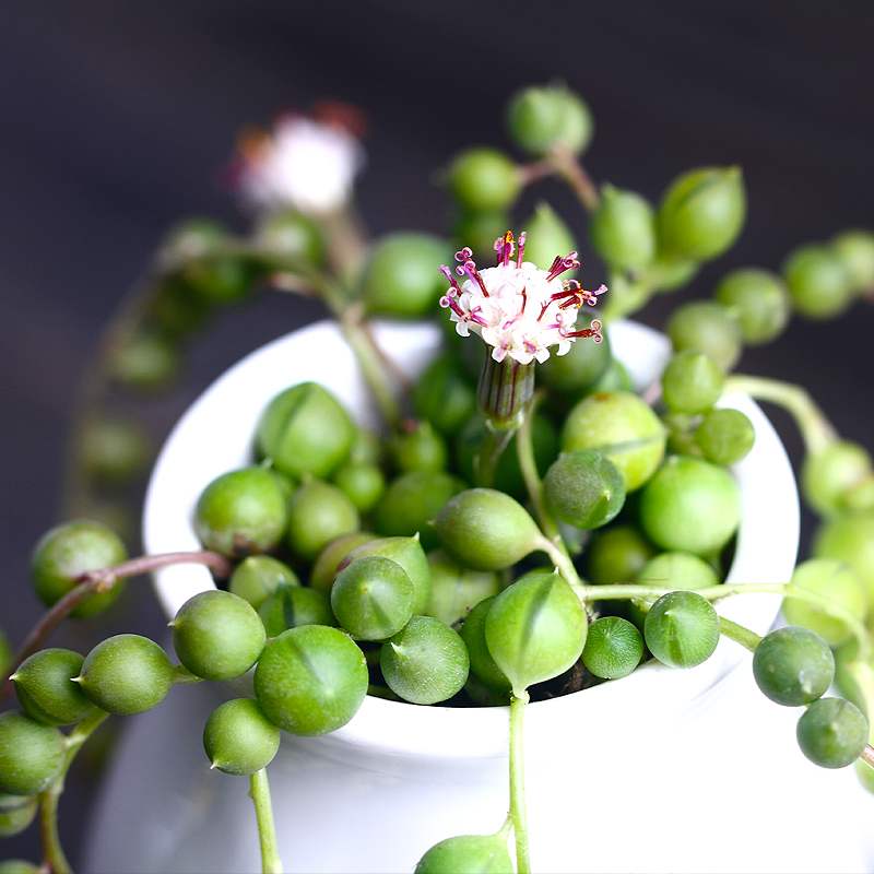 多肉佛珠植物盆栽花卉珍珠吊兰萌肉多肉植物